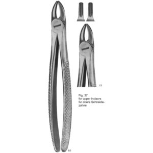 Tooth Extracting Forceps (English Pattern)