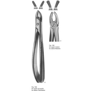 Tooth Extracting Forceps (English Pattern)