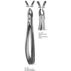 Tooth Extracting Forceps (English Pattern)