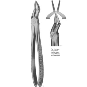 Tooth Extracting Forceps (English Pattern)
